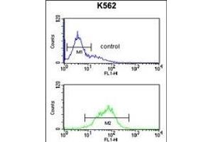 KIR2DL5B Antibody (Center) (ABIN652855 and ABIN2842556) flow cytometric analysis of K562 cells (bottom histogram) compared to a negative control cell (top histogram).