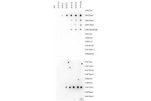 Dot Blot results of H3K27me1 antibody Dot Blot results of H3K27me1 antibody.