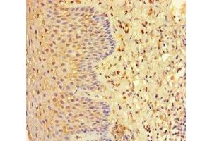 Immunohistochemistry of paraffin-embedded human tonsil tissue using ABIN7151453 at dilution of 1:100