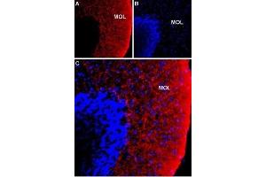 Expression of NKCC1 in rat cerebellum - Immunohistochemical staining of immersion-fixed, free floating rat brain frozen sections using Anti-NKCC1 (SLC12A2) (extracellular) Antibody (ABIN7043671, ABIN7044813 and ABIN7044814), (1:100).