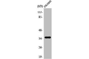 Western Blot analysis of COLO205 cells using T2R8 Polyclonal Antibody