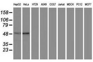 Image no. 1 for anti-Protein Kinase C and Casein Kinase Substrate in Neurons 3 (PACSIN3) antibody (ABIN1500007) (PACSIN3 anticorps)