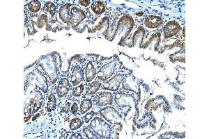 IHC analysis of Btc using anti-Btc antibody (ABIN7601294).
