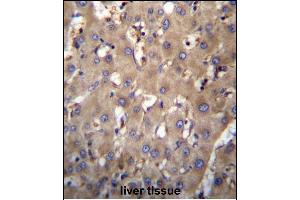 SEC63 Antibody (N-term) (ABIN657052 and ABIN2846219) immunohistochemistry analysis in formalin fixed and paraffin embedded human liver tissue followed by peroxidase conjugation of the secondary antibody and DAB staining. (SEC63 anticorps  (N-Term))