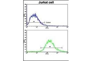 Flow cytometric analysis of jurkat cells using MERTK Antibody (bottom histogram) compared to a negative control cell (top histogram). (MERTK anticorps)