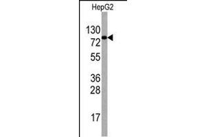 Western blot analysis of anti-EIF4B Antibody (Center) Pab (ABIN388669 and ABIN2837872) in HepG2 cell line lysates (35 μg/lane).