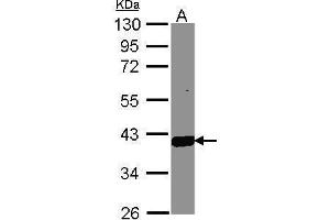 WB Image Sample (30 ug of whole cell lysate) A: Hep G2 , 10% SDS PAGE antibody diluted at 1:1000