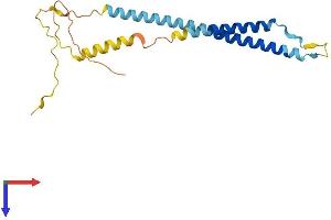 AlphaFold protein structure predicition of Human Recombinant NRSN1 Protein, UniprotID Q8IZ57