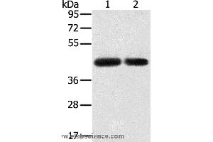 Western blot analysis of PC3 and hepg2 cell, using SLC16A3 Polyclonal Antibody at dilution of 1:200 (SLC16A3 anticorps)