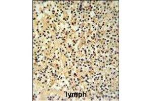 GZMB Antibody (N-term) (ABIN390495 and ABIN2840854) IHC analysis in formalin fixed and paraffin embedded human Lymph tissue followed by peroxidase conjugation of the secondary antibody and DAB staining.