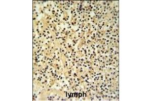 GZMB Antibody (N-term) (ABIN390495 and ABIN2840854) IHC analysis in formalin fixed and paraffin embedded human Lymph tissue followed by peroxidase conjugation of the secondary antibody and DAB staining. (GZMB anticorps  (N-Term))