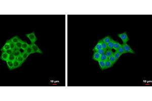ICC/IF Image EDG1 antibody [C2C3], C-term detects EDG1 protein at cytoplasm by immunofluorescent analysis.