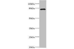 Western blot All lanes: Cell division cycle 5-like protein antibody at 4 μg/mL + Mouse brain tissue Secondary Goat polyclonal to rabbit IgG at 1/10000 dilution Predicted band size: 90 kDa Observed band size: 90 kDa (CDC5L anticorps  (AA 563-802))