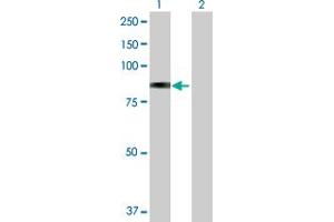 Western Blot analysis of GLB1 expression in transfected 293T cell line by GLB1 MaxPab polyclonal antibody. (GLB1 anticorps  (AA 1-677))