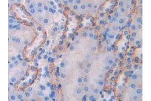 Detection of F5 in Mouse Kidney Tissue using Polyclonal Antibody to Coagulation Factor V (F5)