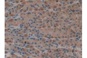 IHC-P analysis of Rat Stomach Tissue, with DAB staining. (Epiregulin anticorps  (AA 1-162))