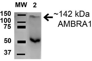 Western blot analysis of Rat Brain cell lysates showing detection of 142. (AMBRA1 anticorps  (AA 200-300) (Biotin))