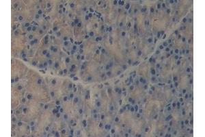 Detection of REG3b in Mouse Pancreas Tissue using Polyclonal Antibody to Regenerating Islet Derived Protein 3 Beta (REG3b)