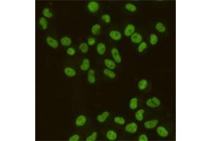 Immunocytochemistry staining of HeLa cells fixed with 4 % Paraformaldehyde and using SAFB1 mouse mAb (dilution 1:200). (SAFB anticorps)