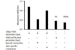 Transcription factor assay of jun-B from nuclear extracts of K562 cells or K562 cells treated with PMA (50 ng/ml) for 3 hr with the specific competitor or non-specific competitor. (JunB Kit ELISA)
