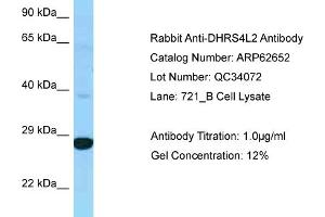 Western Blotting (WB) image for anti-Dehydrogenase/reductase (SDR Family) Member 4 Like 2 (DHRS4L2) (C-Term) antibody (ABIN2789199) (DHRS4L2 anticorps  (C-Term))