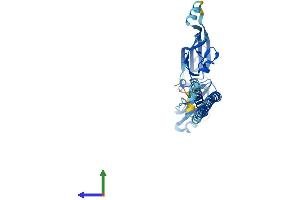 AlphaFold protein structure predicition of Mouse Recombinant Mul1 Protein, UniprotID Q8VCM5