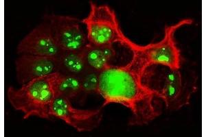 IF analysis of NCL using anti-NCL antibody (ABIN7600662) and anti-Tubulin beta antibody (ABIN7602744). (Nucleolin anticorps  (AA 219-629))