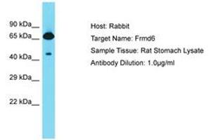 Image no. 1 for anti-FERM Domain Containing 6 (FRMD6) (AA 527-576) antibody (ABIN6750337) (FRMD6 anticorps  (AA 527-576))