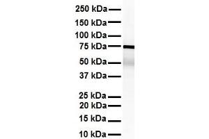 WB Suggested Anti-KHSRP antibody Titration: 1 ug/mL Sample Type: Human heart (KHSRP anticorps  (Middle Region))