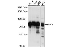 Western blot analysis of extracts of various cell lines, using MTRR antibody (ABIN6129840, ABIN6144180, ABIN6144181 and ABIN6218553) at 1:1000 dilution.