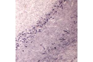 IHC on rat brain using Rabbit antibody to Vesicle-trafficking protein SEC22b (SEC22B, SEC22L1,  ERS24): IgG (ABIN351370) at a concentration of 30 µg/ml. (SEC22B anticorps  (AA 2-50))