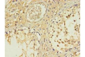 Immunohistochemistry of paraffin-embedded human testis tissue using ABIN7156983 at dilution of 1:100 (RABL4 anticorps  (AA 1-186))