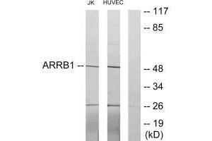 Western blot analysis of extracts from Jurkat cells and HUVEC cells, using ARRB1 antibody. (beta Arrestin 1 anticorps  (C-Term))