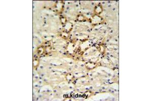 BSND Antibody IHC analysis in formalin fixed and paraffin embedded mouse kidney tissue followed by peroxidase conjugation of the secondary antibody and DAB staining.