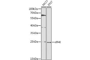Western blot analysis of extracts of various cell lines, using eIF4E antibody  at 1:1000 dilution. (EIF4E anticorps  (AA 1-217))