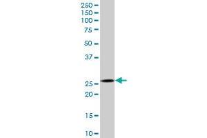 CAPNS1 MaxPab polyclonal antibody. (Calpain S1 anticorps  (AA 1-268))