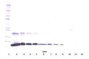 Image no. 2 for anti-Tumor Necrosis Factor Receptor Superfamily, Member 1A (TNFRSF1A) antibody (ABIN465074) (TNFRSF1A anticorps)
