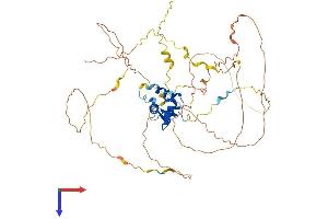 AlphaFold protein structure predicition of Human Recombinant FOXO4 Protein, UniprotID P98177