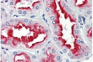 Human Kidney (formalin-fixed, paraffin-embedded) stained with GJC1 antibody ABIN337289 at 10 ug/ml followed by biotinylated anti-mouse IgG secondary antibody ABIN481714, alkaline phosphatase-streptavidin and chromogen.