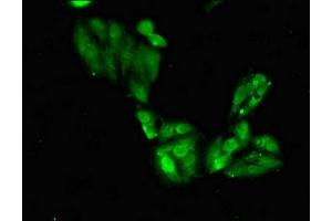 Immunofluorescent analysis of Hela cells using ABIN7169545 at dilution of 1:100 and Alexa Fluor 488-congugated AffiniPure Goat Anti-Rabbit IgG(H+L) (Shugoshin anticorps  (AA 260-439))
