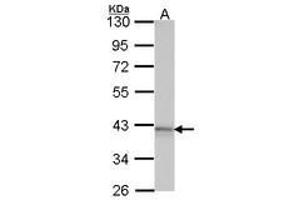Image no. 1 for anti-Adenosine A1 Receptor (ADORA1) (AA 162-227) antibody (ABIN467371) (ADORA1 anticorps  (AA 162-227))