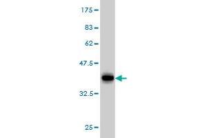 Western Blot detection against Immunogen (37. (ERH anticorps  (AA 1-104))