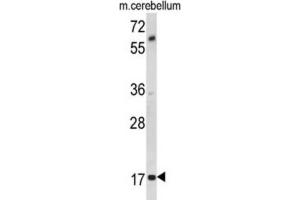 Western Blotting (WB) image for anti-Myelin Associated Oligodendrocyte Basic Protein (MOBP) antibody (ABIN3002875) (MOBP anticorps)