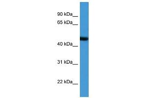 Western Blot showing ADORA2A antibody used at a concentration of 1-2 ug/ml to detect its target protein. (Adenosine A2a Receptor anticorps  (N-Term))