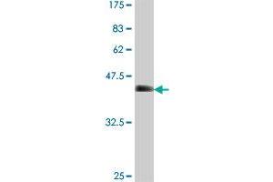 Western Blot detection against Immunogen (35.