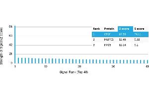 Protein Array (PAr) image for anti-Connective Tissue Growth Factor (CTGF) antibody (ABIN7456216) (CTGF anticorps)