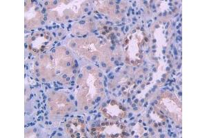 IHC-P analysis of kidney tissue, with DAB staining. (HFE2 anticorps  (AA 234-416))