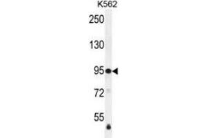 Western blot analysis in K562 cell line lysates (35ug/lane) using MSH2 Antibody . (MSH2 anticorps  (Middle Region))