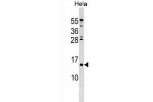 HHLA3 Antibody (Center) (ABIN1538602 and ABIN2849590) western blot analysis in Hela cell line lysates (35 μg/lane). (HHLA3 anticorps  (AA 75-101))