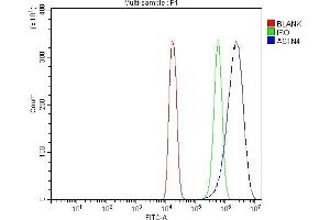 Flow Cytometry analysis of HEPA1-6 cells using anti-Alpha Actinin 4 antibody (ABIN4886421). (alpha Actinin 4 anticorps  (AA 561-661))